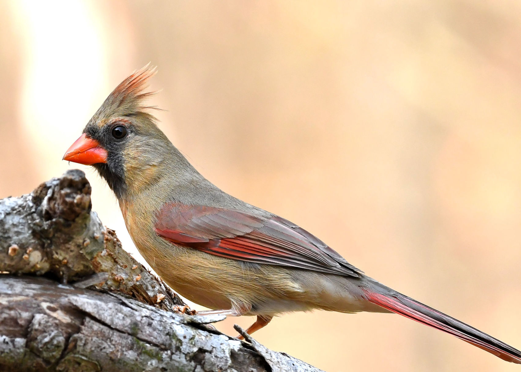 Cardinal